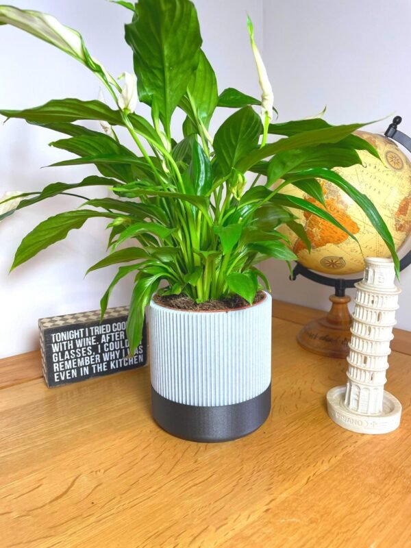Mid-Century Ribbed Planter 11cm | Custom colours | Stylish design | Hidden drip tray | Two-Tone | Home Decor | Indoor Planter
