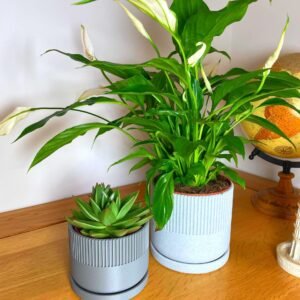 Mid-Century Modern Planter Pot | Custom colours | Stylish design | Drip Tray and Drainage Holes