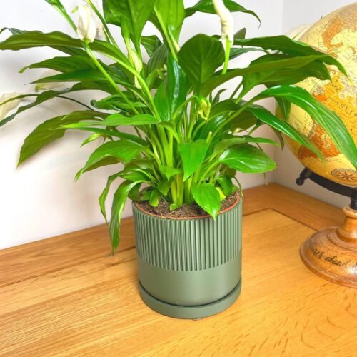 image_05 Mid-Century Modern Planter Pot | Custom colours | Stylish design | Drip Tray and Drainage Holes